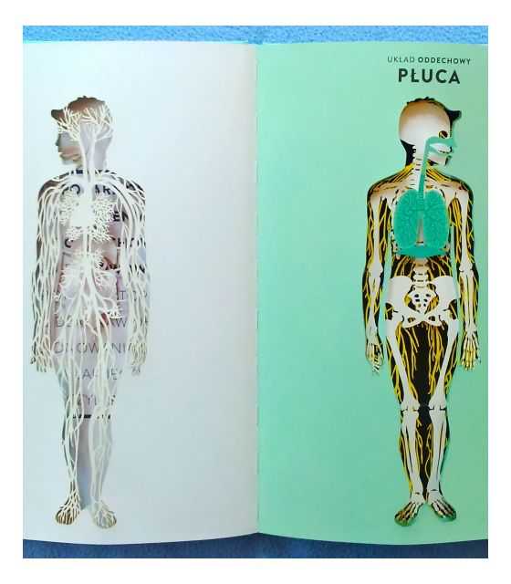 Anatomia. Obraz ludzkiego ciała na wyjątkowych ażurowych rycinach