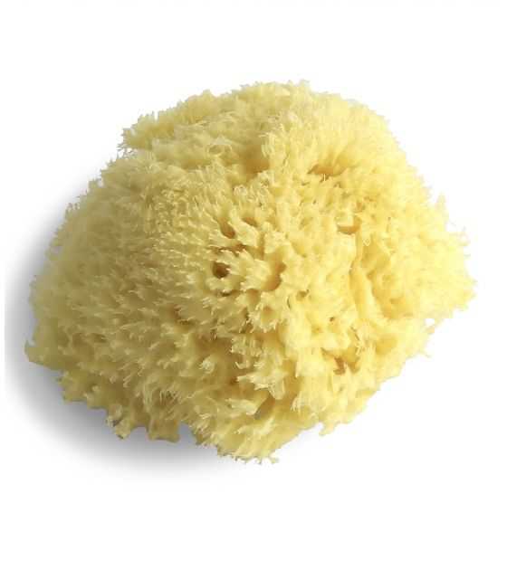 Lulaby sea sponge